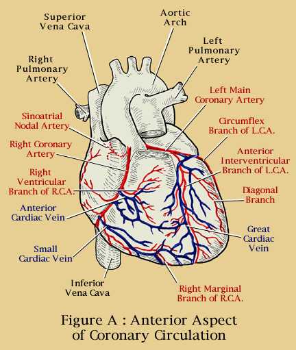 coronary arteries