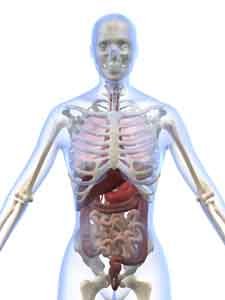 Cholesterol+synthesis+location