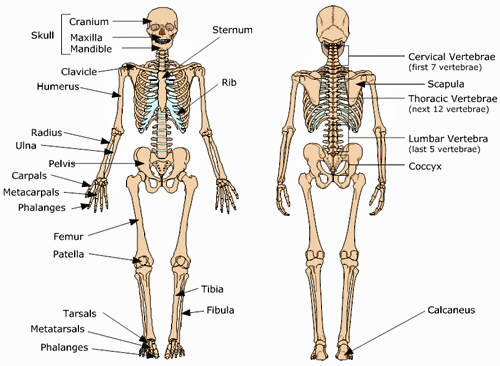 skeleton anatomy your skeletal system baseline of health skeleton anatomy your skeletal system baseline of health
