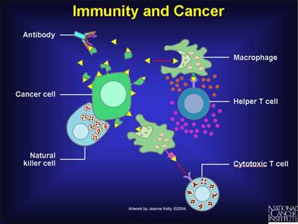 Strengthen Immune System