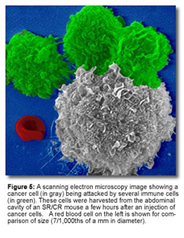 Immune Boosters