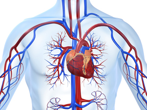 carnosine and the cardiovascular system