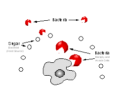 carbohydrates called mucopolysaccharides