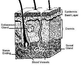 Skin Layers Image