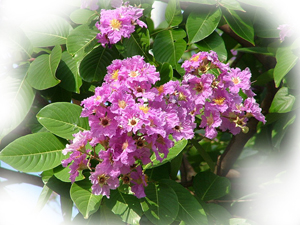 banaba leaf corisolic acid