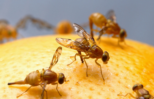 flies on an orange