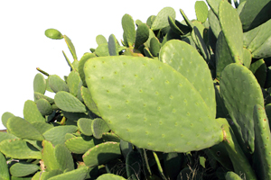 nopal cacus