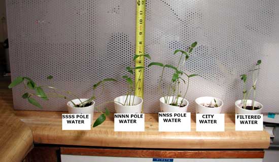 Sprout Growth Image