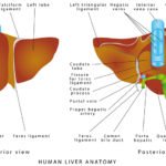 Liver Gallbladder Anatomy