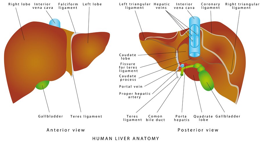 Liver Gallbladder Anatomy