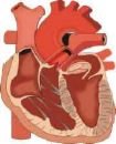 Angioplasties