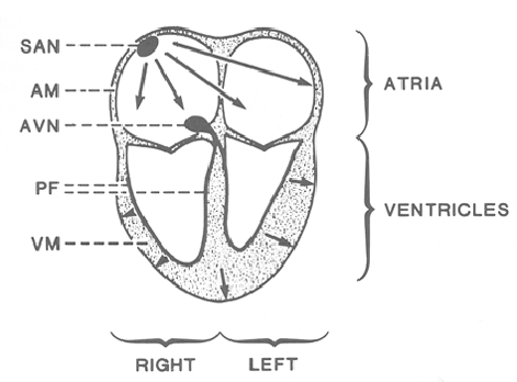 electrical heart