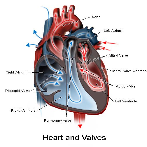 heart and valves