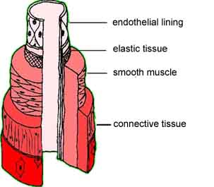 Arteries