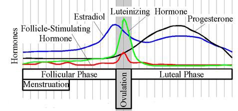 Balancing Hormones