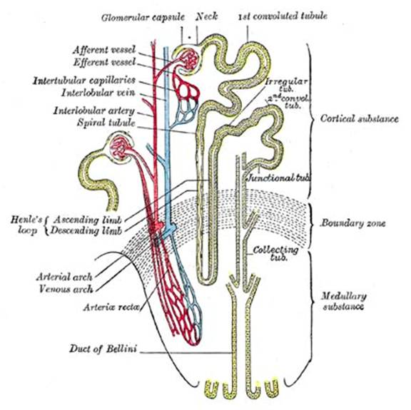 nephrons