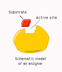 Schematic model of an enzyme