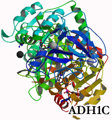 Picture of the ADH1C gene