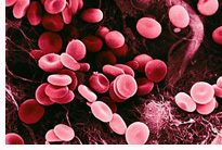 Red Blood Cells