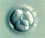 Frozen Embryos, In-vitro Fertilization