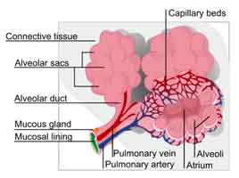 lung exchange system