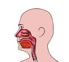 Respiratory System