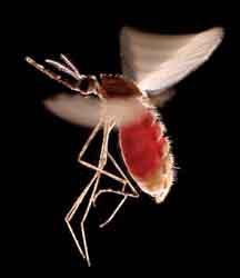 anopheles mosquito