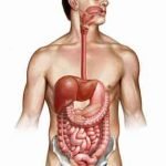Digestive Tract