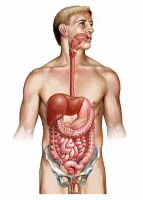 Digestive Tract