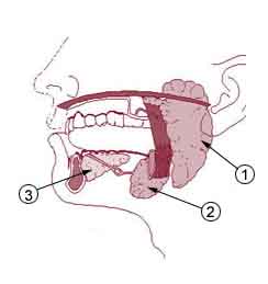 Intestinal Health