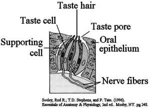 Digestive Anatomy