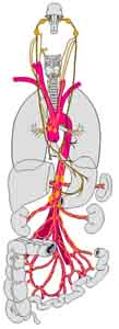 Anatomy Physiology Stomach