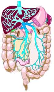 liver portal system