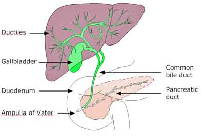 biliary tree