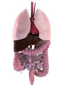 Intestinal Tract