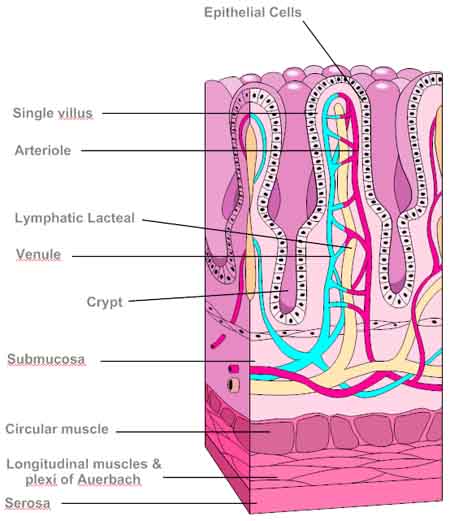 Digestion