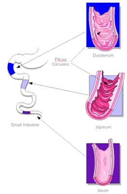 Small Intestines