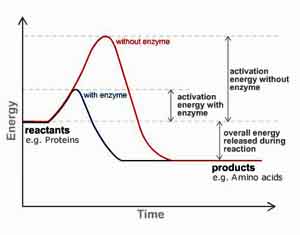 Proteolytic Enzymes