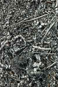 Mineral Absorption