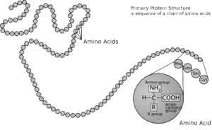 protein structure