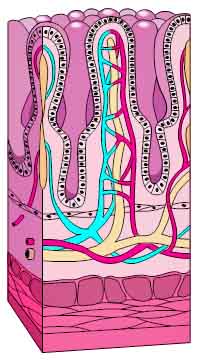 Nutrient Absorption