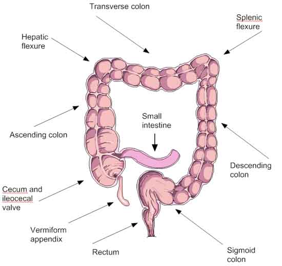 Colon Detox