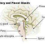 pineal gland hormones