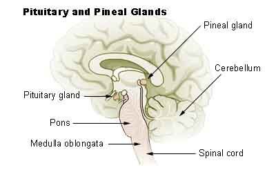 pineal gland hormones