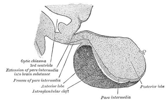 pituitary gland