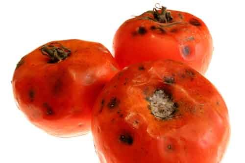 spoiled produce
