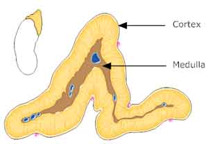 adrenals cortex medulla