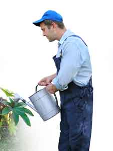 watering plants