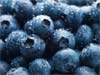blueberries shrink tumors