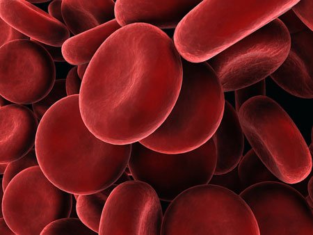 red blood cells